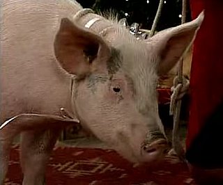 Pig Potty Blooper on Mad TV Christmas Sketch